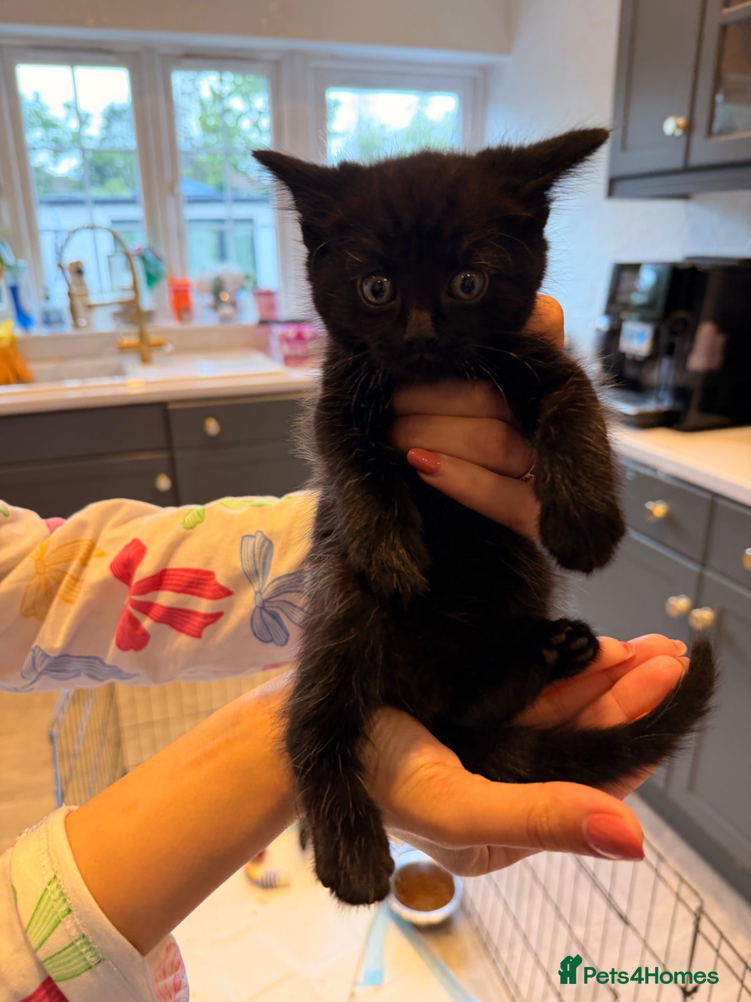 Mixed Breed cats ✨🐾 1 Boy Left! - Adorable Fluffy Black Kittens! - Advert 4
