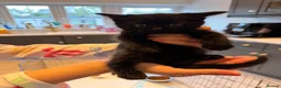 Mixed Breed cats for sale: ✨🐾 1 Boy Left! - Adorable Fluffy Black Kittens! - Advert 1