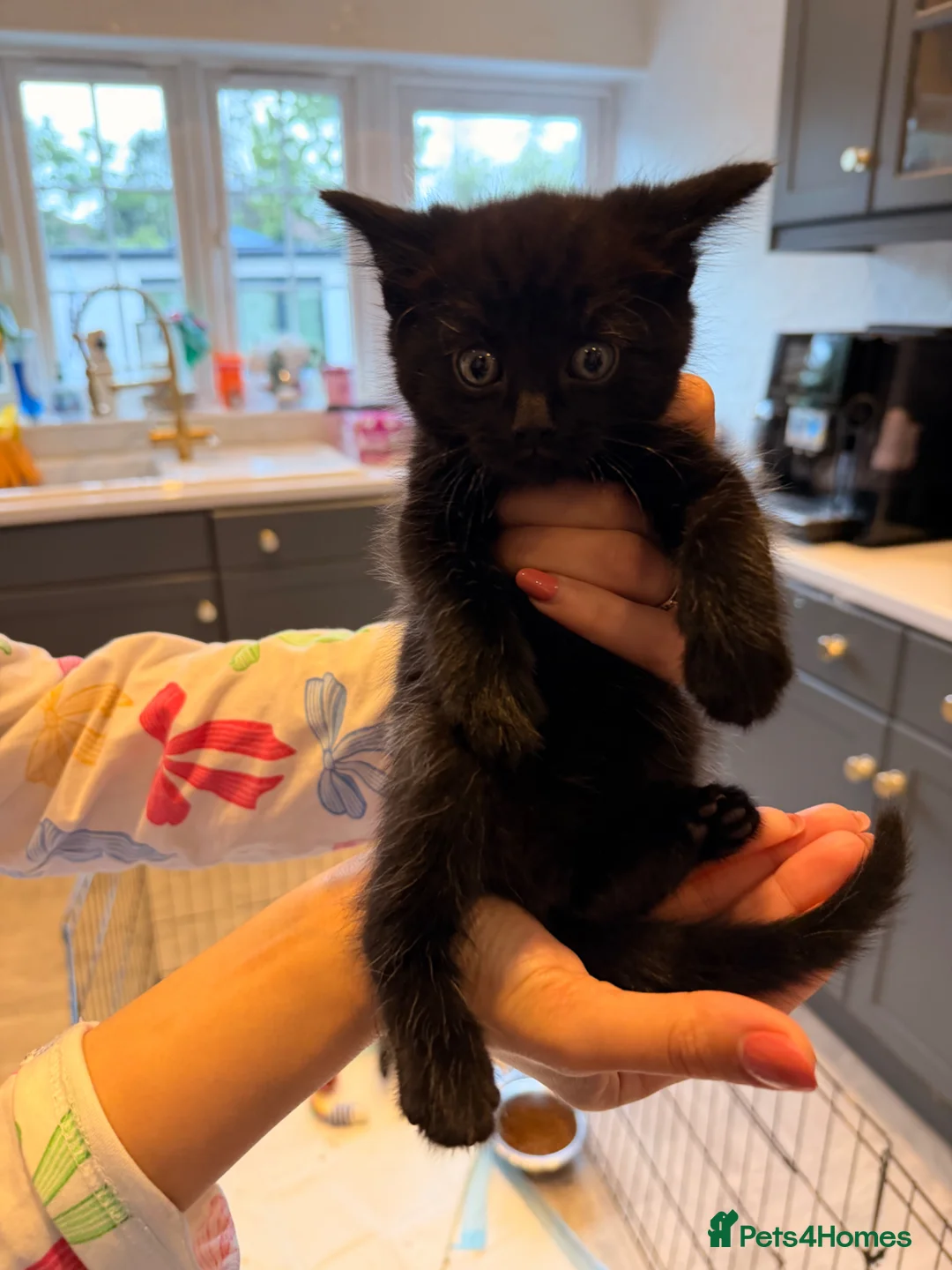 Mixed Breed cats for sale: ✨🐾 1 Boy Left! - Adorable Fluffy Black Kittens! - Advert 1