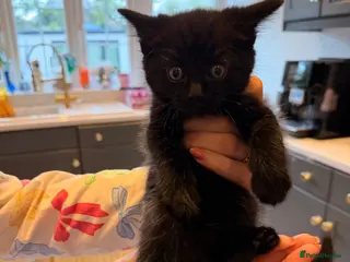 Mixed Breed cats ✨🐾 1 Boy Left! - Adorable Fluffy Black Kittens! - Advert 4