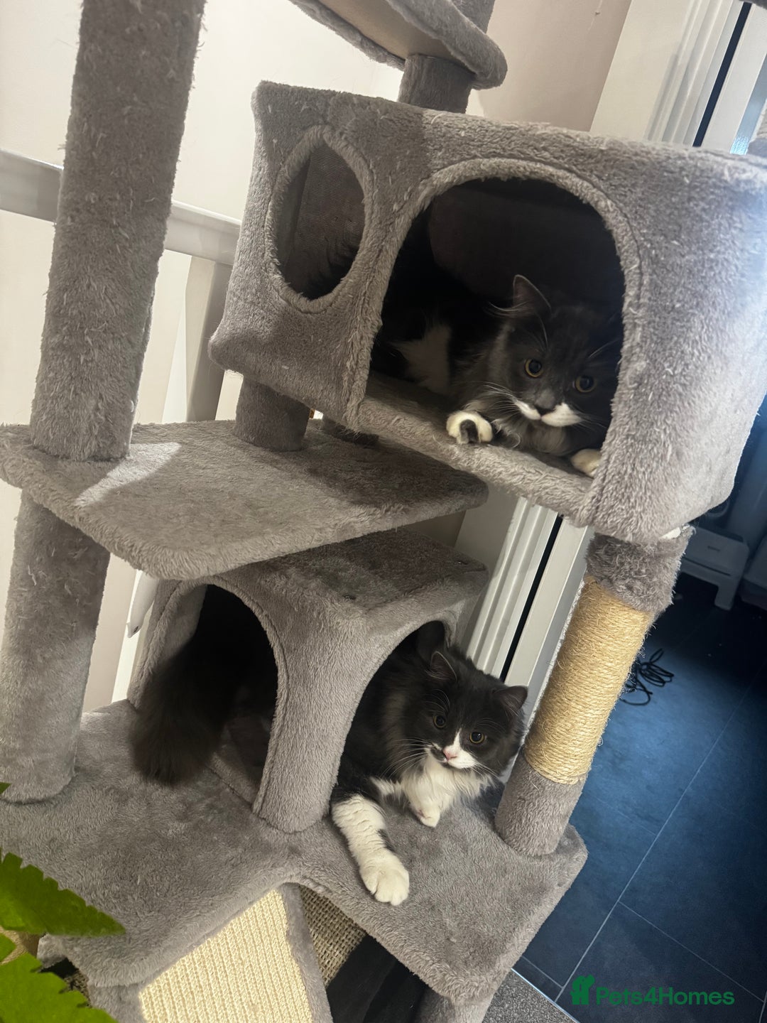 Mixed Breed cats for sale: 2 male kittens - Advert 1