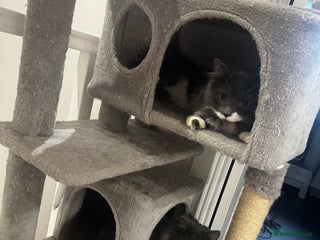 Mixed Breed cats 2 male kittens - Advert 1