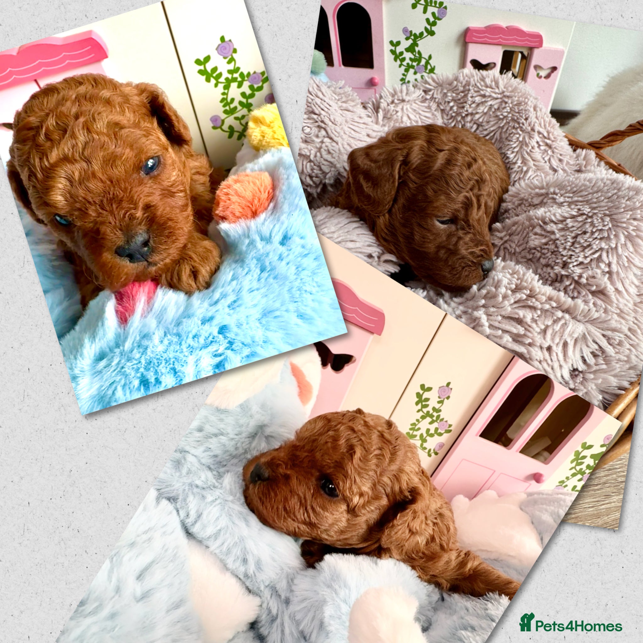 Toy Poodle dogs for sale: Asian Poodle Puppies WAITING LIST OPEN - Advert 18