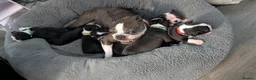 Boston Terrier dogs for sale: Boston Terriers for sale  - Advert 2