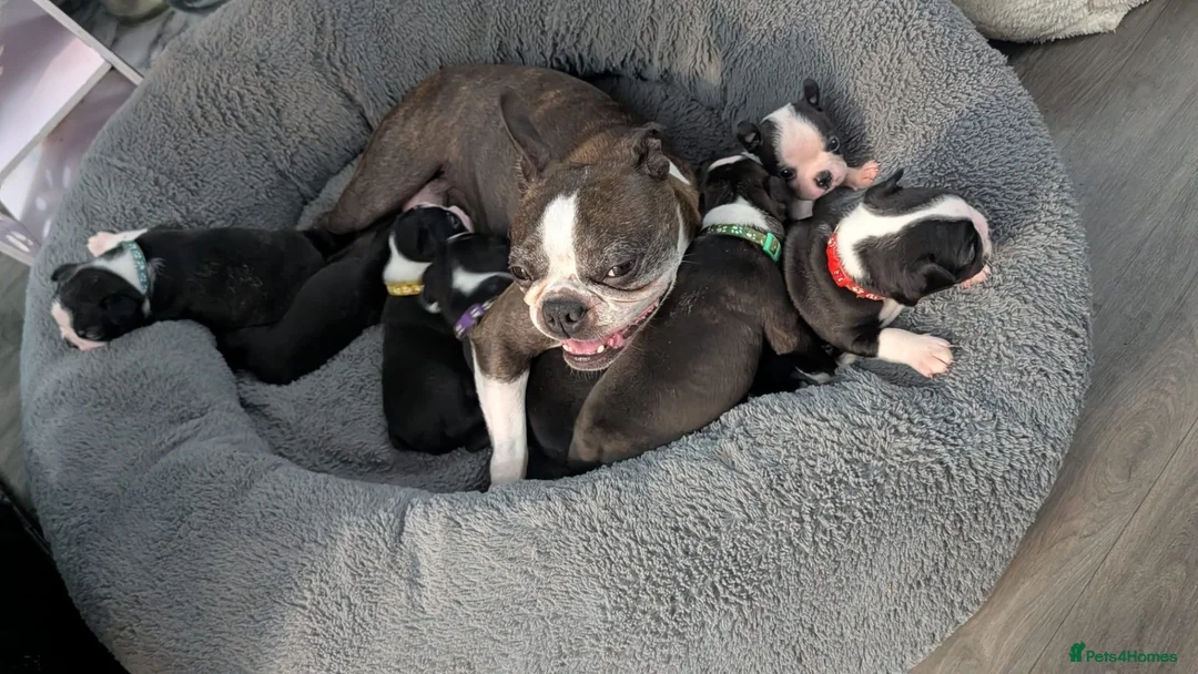 Boston Terrier dogs for sale: Boston Terriers for sale  - Advert 2