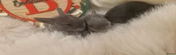 Mini Lop rabbits for sale: X4 mini lop babies - Advert 1