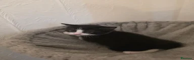 Black & White Male