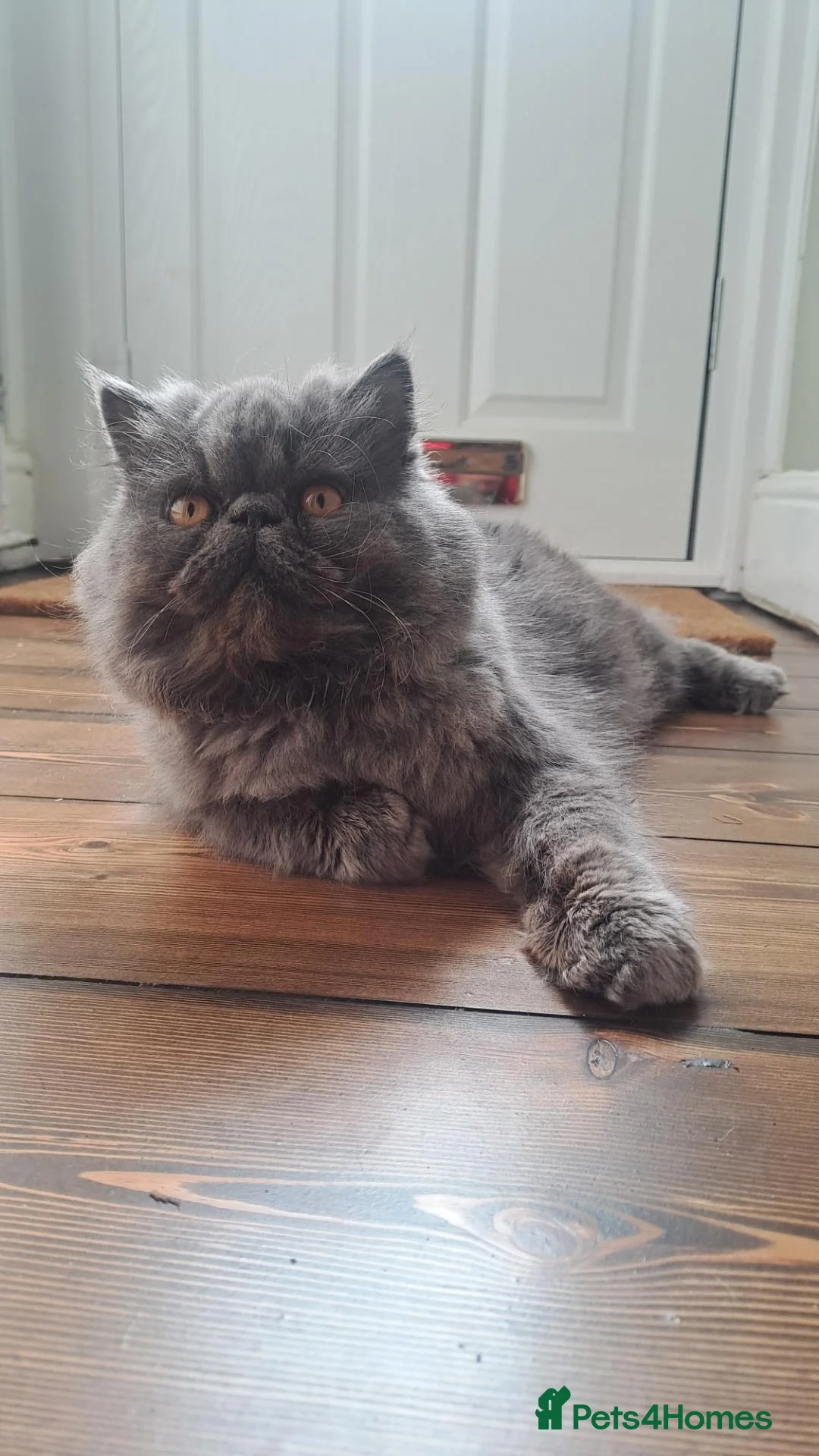 Persian cats for stud: GCCF proven blue stud. - Advert 2