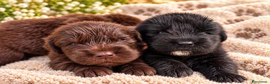 Newfoundland 10