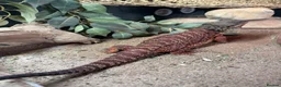 Bearded Dragon reptiles for sale: Stunning adult bearded dragons  - Advert 3