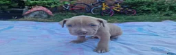 Staffordshire Bull Terrier dogs for sale: Staffordshire bully puppies  - Advert 27