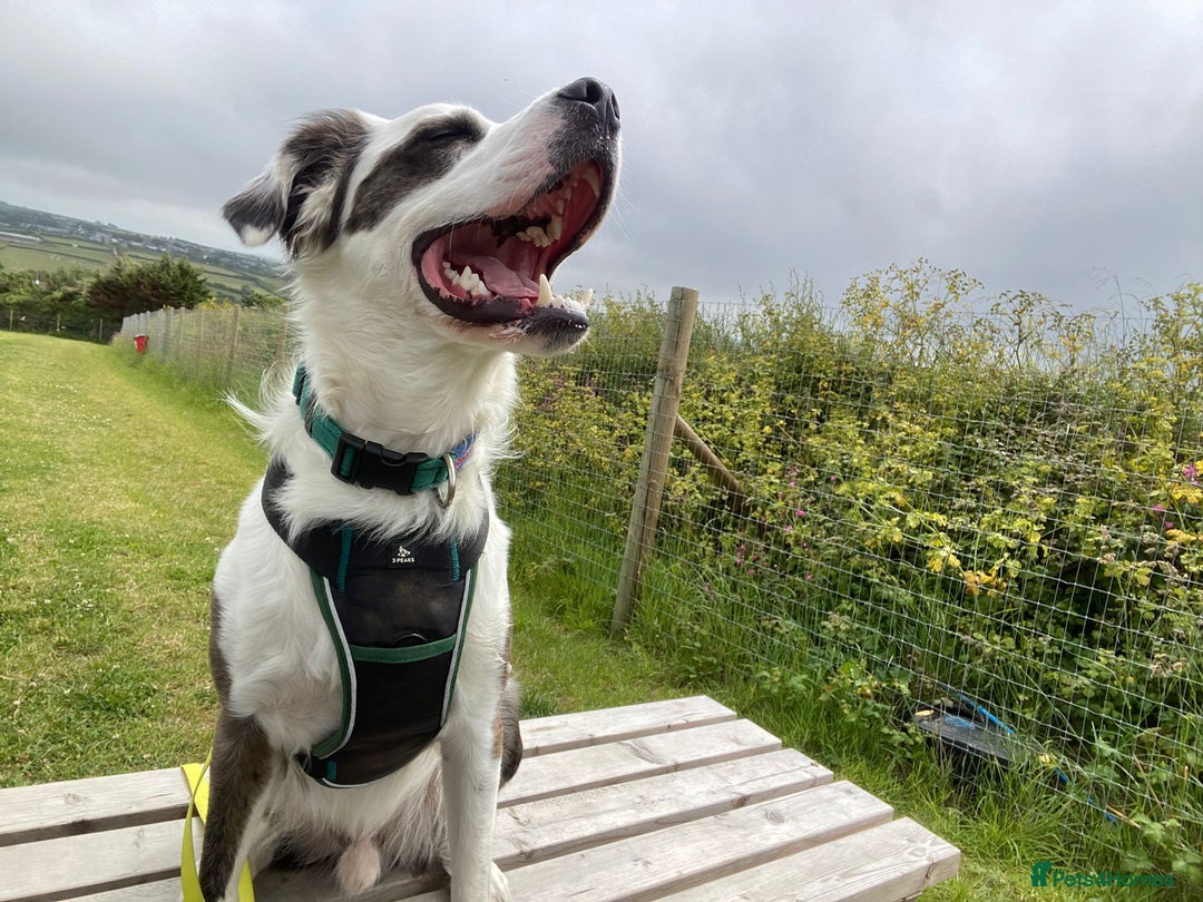 Mixed Breed dogs for adoption: Urgent Foster To Adopt Buddy 🚨  - Image 12