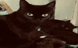 British Longhair cats for sale: Super fluffy kittens READY NOW!!  - Image 8