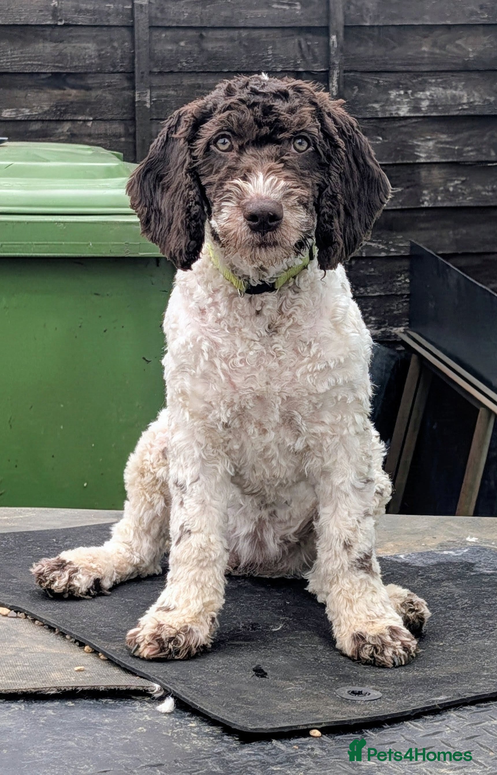 Spanish Water Dog dogs Spanish Water Dog - Advert 2