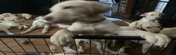 Labrador Retriever dogs for sale: Gorgeous Labrador Puppies, ready for forever homes - Advert 30