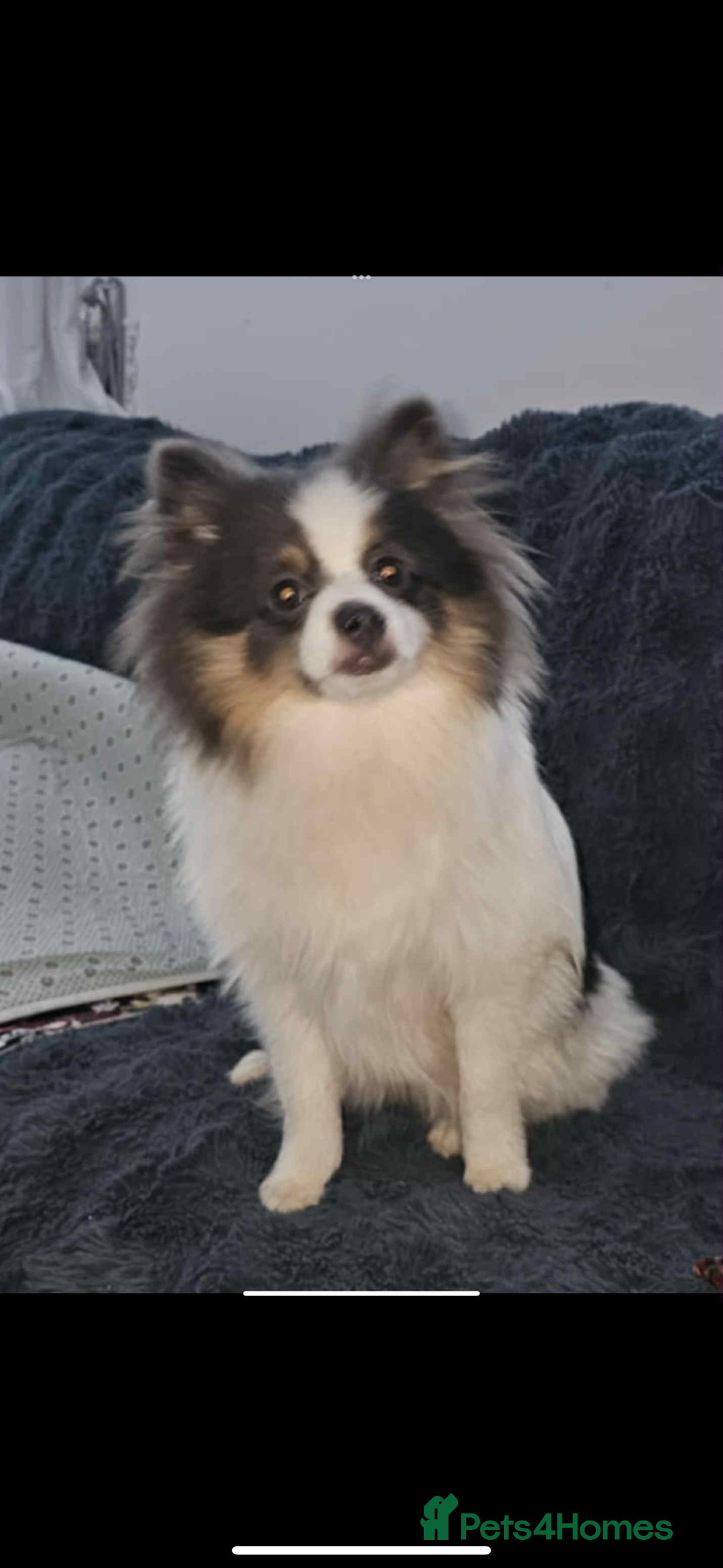 Pomeranian dogs for sale: Blue eye boy and Tiny golden girl poms ready now  - Image 2