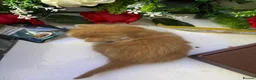 Mixed Breed cats for sale: 6 Adorable Male Kittens – 2 Ginger & 4 Beige - Advert 8