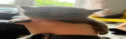 Mixed Breed cats for sale: 6 kittens  - Advert 15