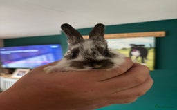 Mini Lop rabbits for sale: 8 baby rabbits - Image 7