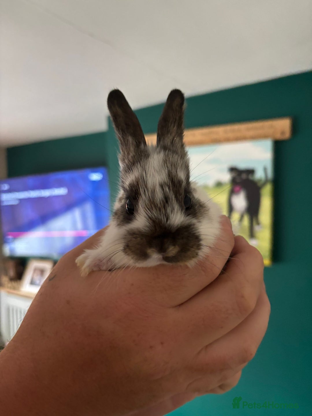 Mini Lop rabbits for sale: 8 baby rabbits - Image 7
