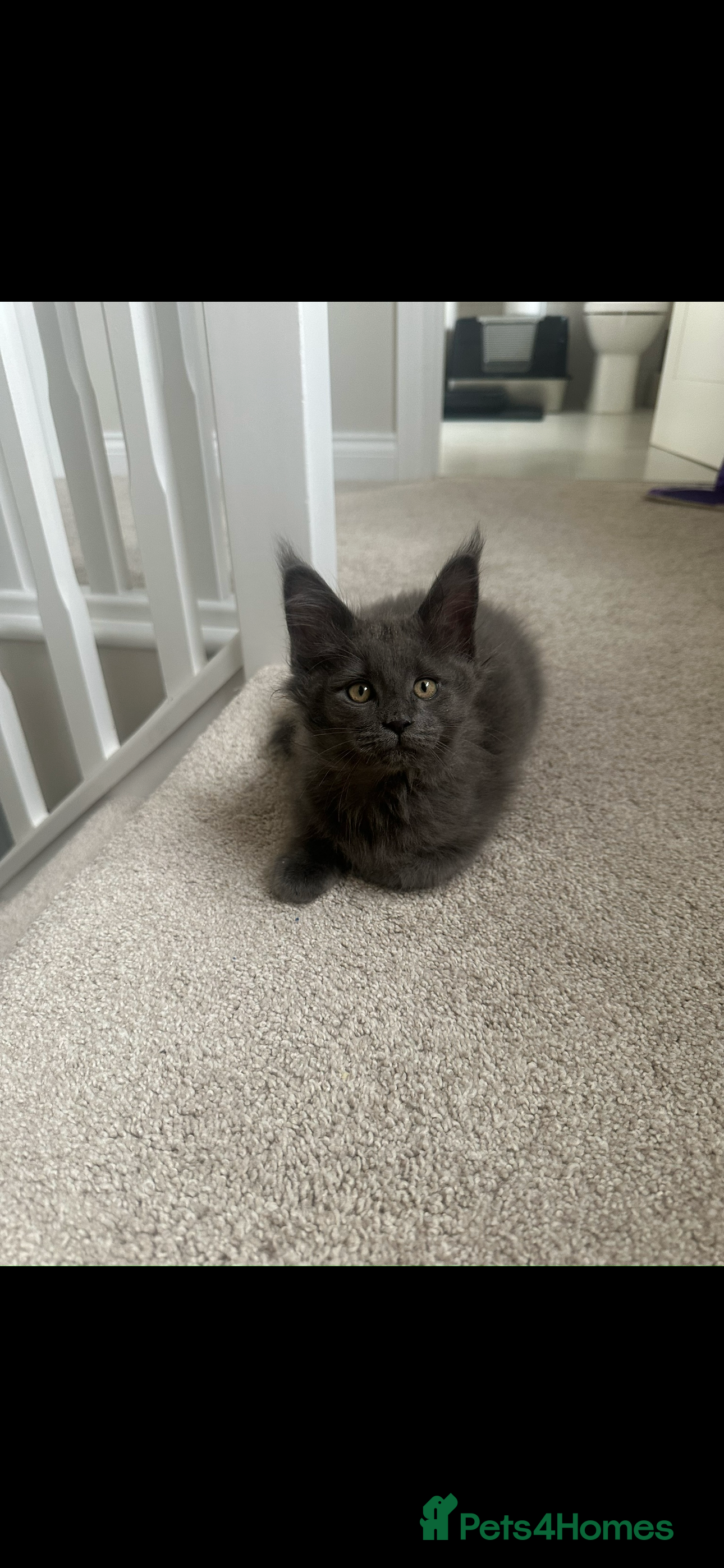 Maine Coon cats GCCF/Russian Champions BLUE SMOKE Kitten - Advert 10