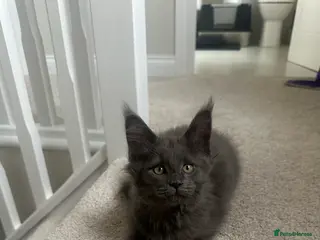 Maine Coon cats GCCF/Russian Champions BLUE SMOKE Kitten - Advert 10