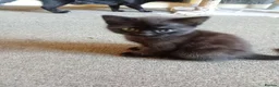 Bombay cats for sale: 2 gorgeous kittens  in Dundee - Advert 5