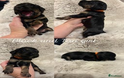 Sprocker dogs for sale: Sprocker puppies for sale - Advert 7