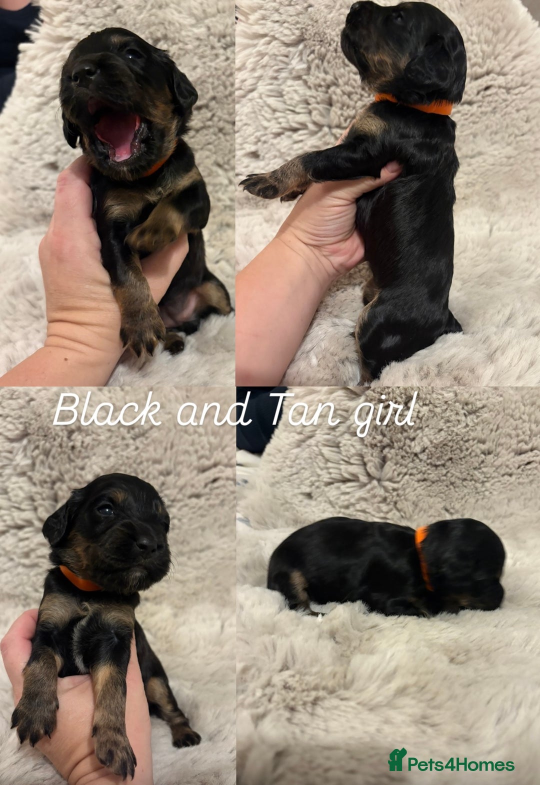 Sprocker dogs for sale: Sprocker puppies for sale - Advert 7