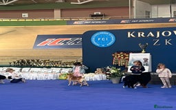 Japanese Shiba Inu dogs for sale: Multi Champion Shiba Inu stud , health tested  - Image 8