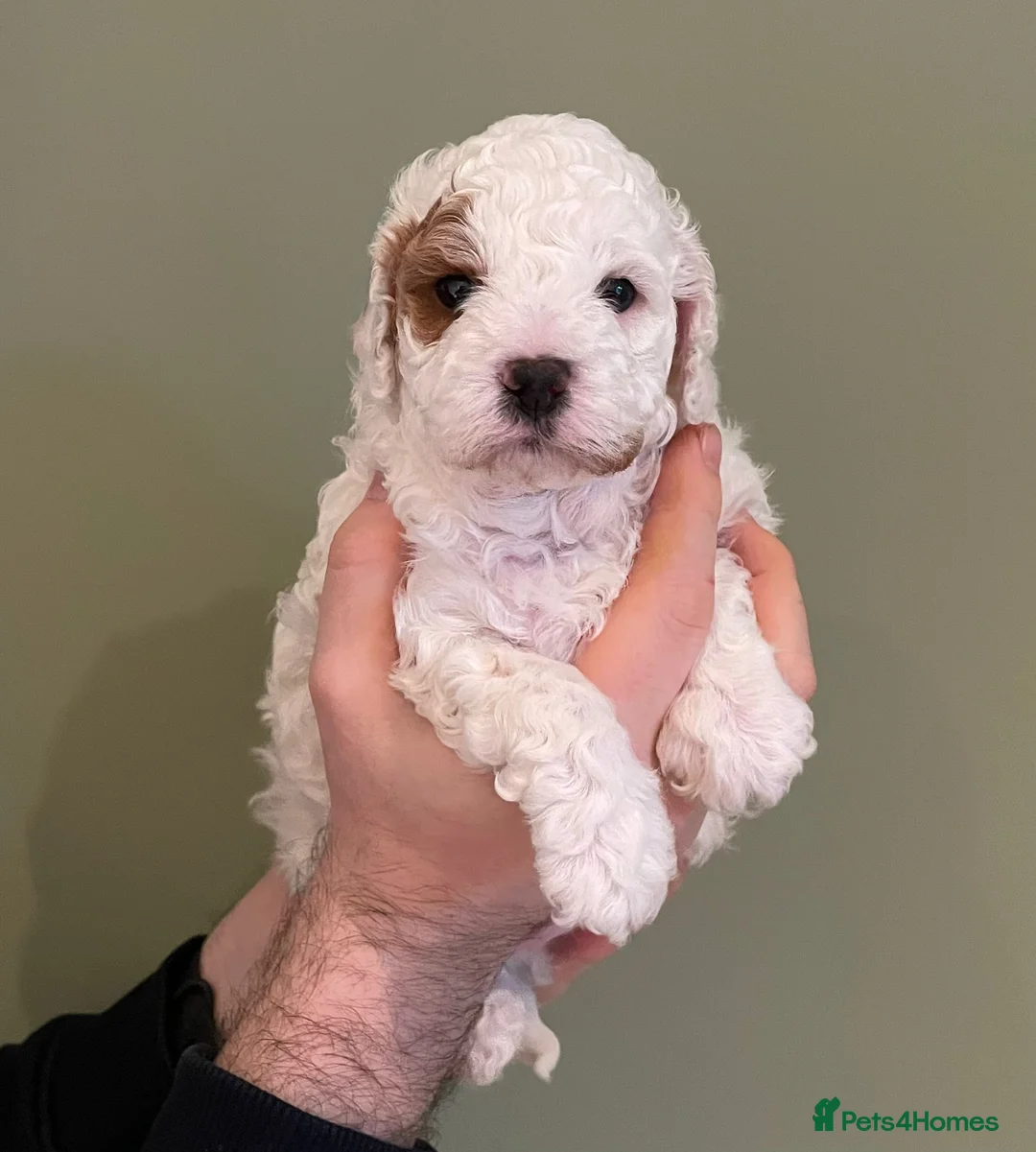 Cavapoo dogs for stud: F1 PROVEN Toy Cavapoo DNA Clear stud in Stafford - Advert 4