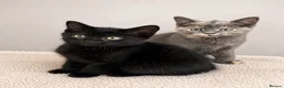 British Shorthair cats for sale: Beautiful Kittens - Advert 8