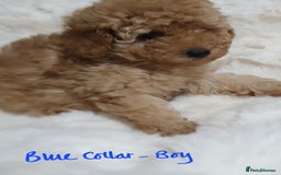 Toy Poodle dogs for sale: Pedigree Toy poodle puppies ready this weekend - Image 10