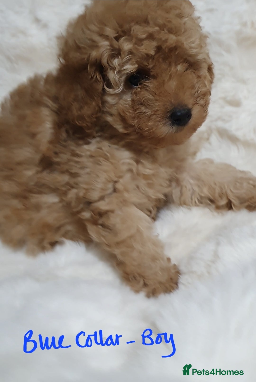 Toy Poodle dogs for sale: Pedigree Toy poodle puppies ready this weekend - Image 10