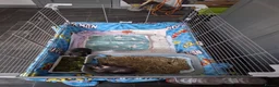 Guinea Pig rodents for sale: Two male skinny pigs and cage etc  in Hyde - Advert 3