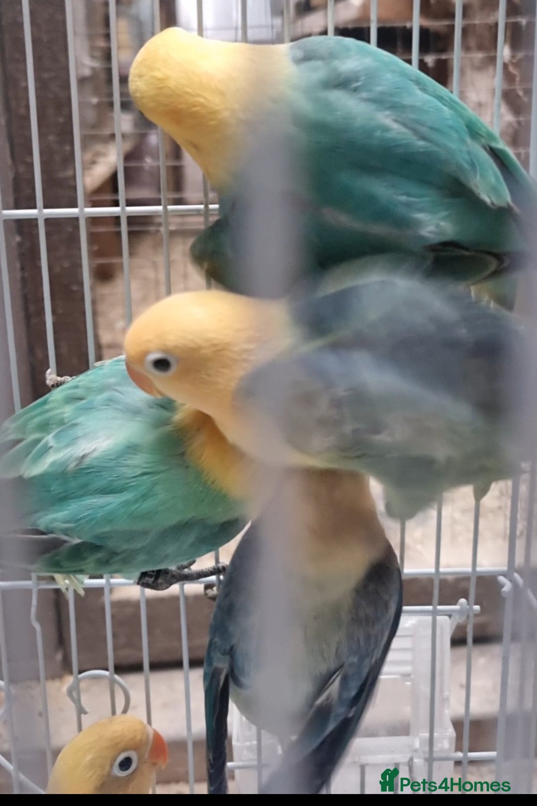 Lovebirds birds for sale: AQUA B1 OPALINE  ficshers  - Advert 6