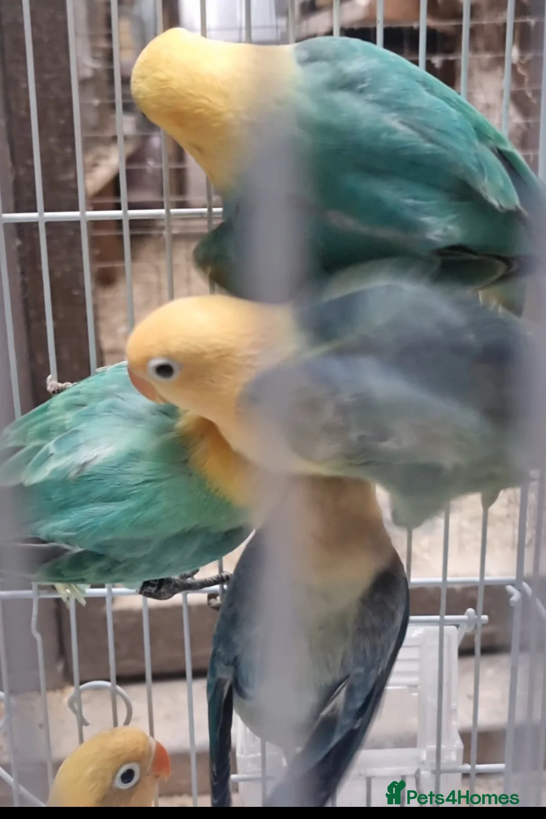 Lovebirds birds for sale: AQUA B1 OPALINE  ficshers  - Advert 6