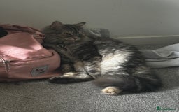 Mixed Breed cats for sale: Female Cat with everything she needs 🤍 - Advert 3