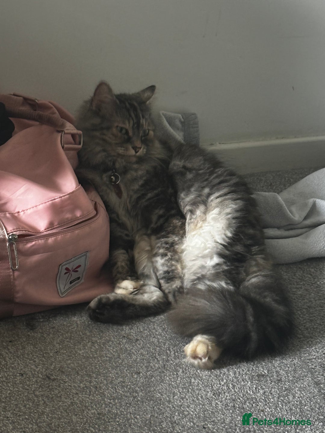 Mixed Breed cats for sale: Female Cat with everything she needs 🤍 - Advert 3