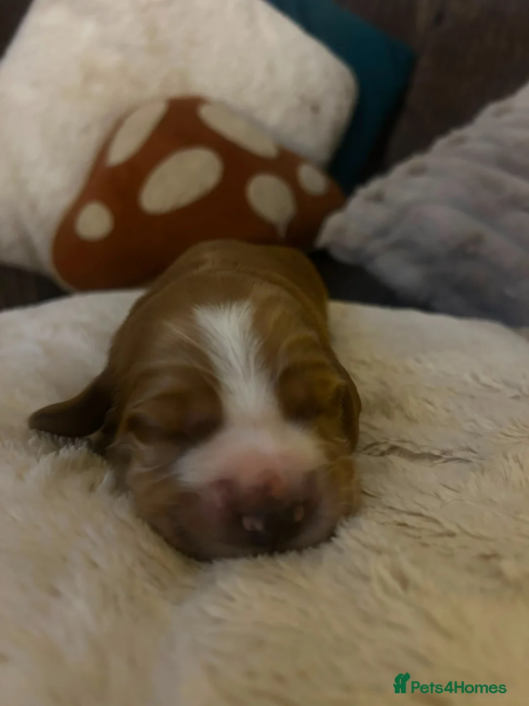 Cocker Spaniel dogs for sale: 2 golden cocker spaniel females - Advert 2