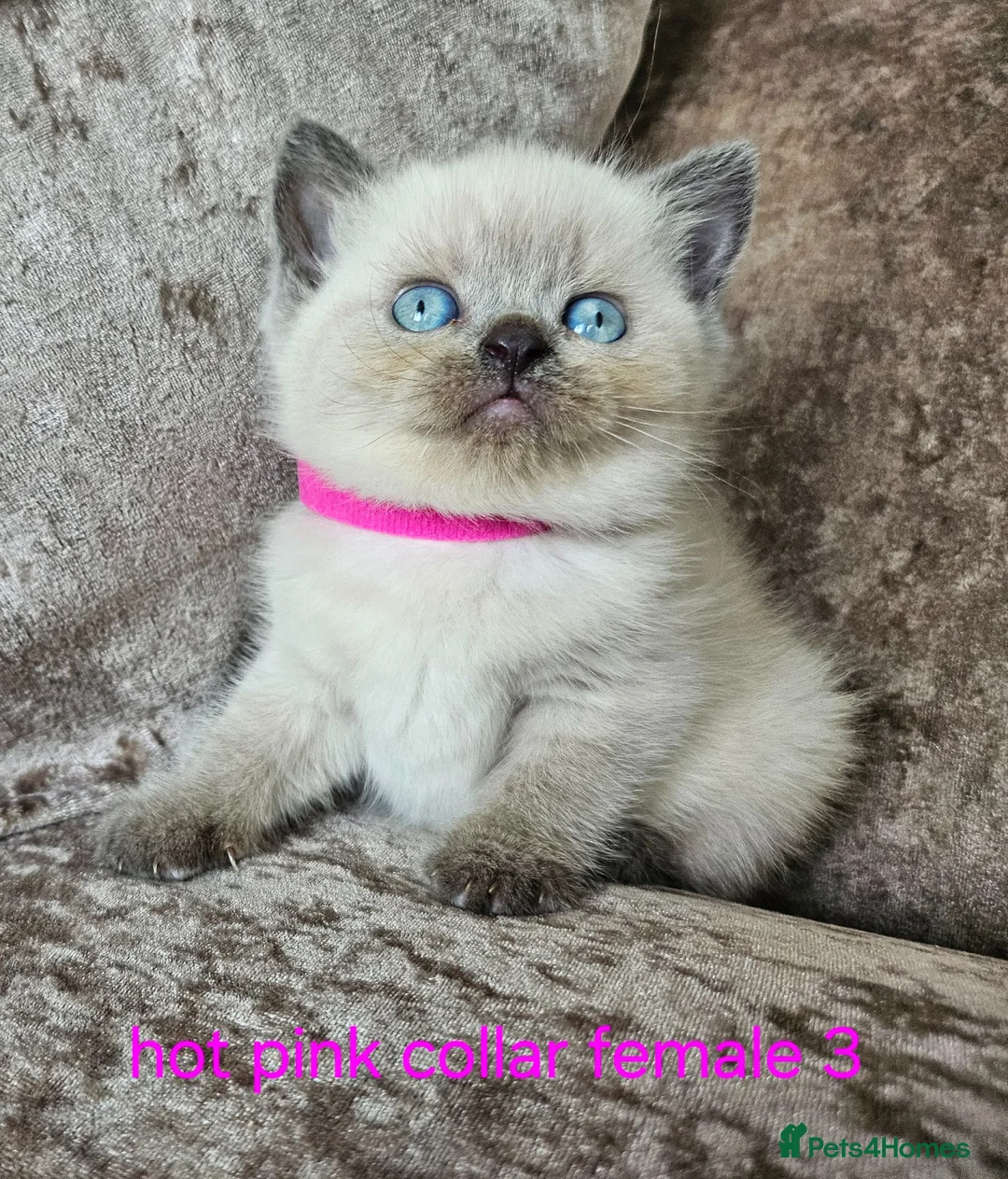 British Shorthair cats for sale: 5 pedigree British blue shorthairs kittens  - Advert 1