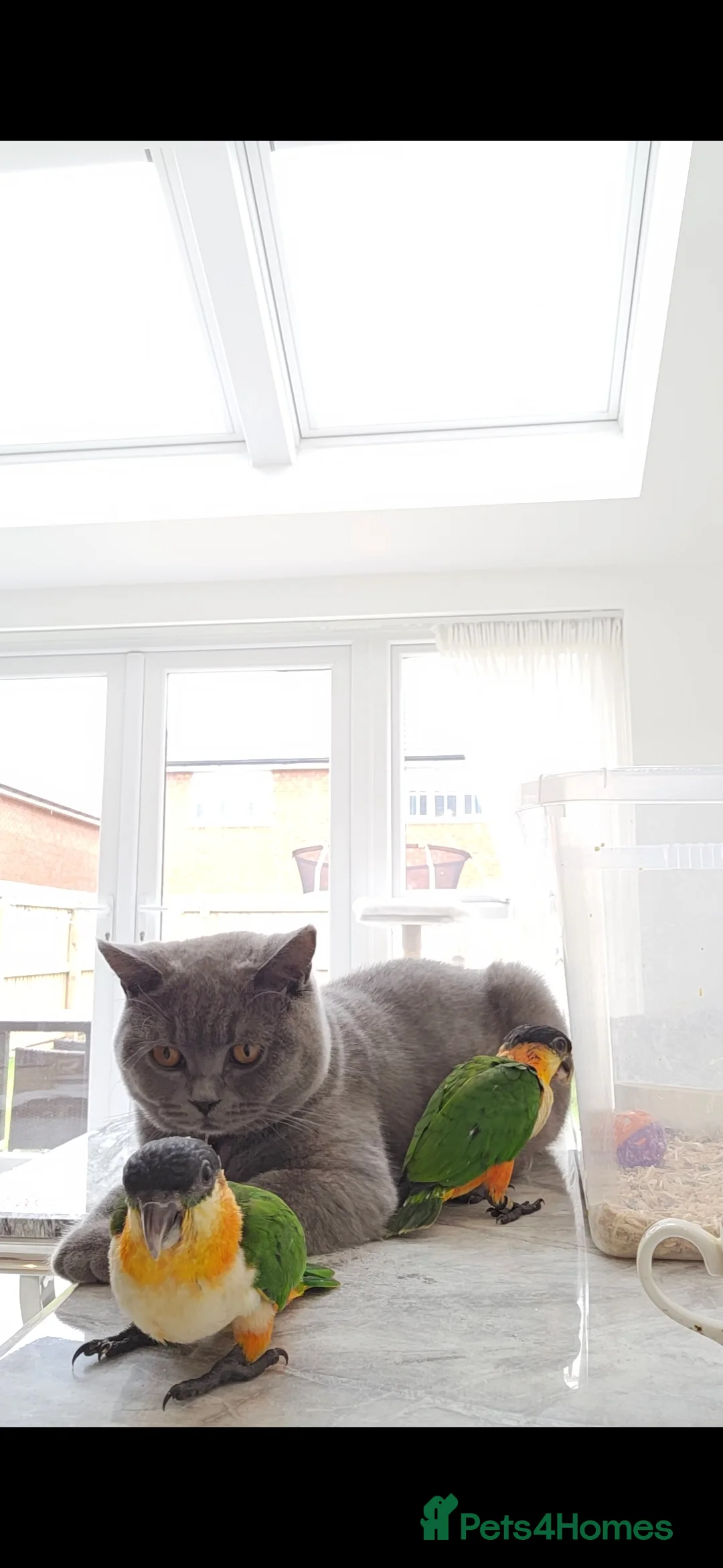 Parrots birds for sale: black headed Caiques hand reared babies  - Advert 6