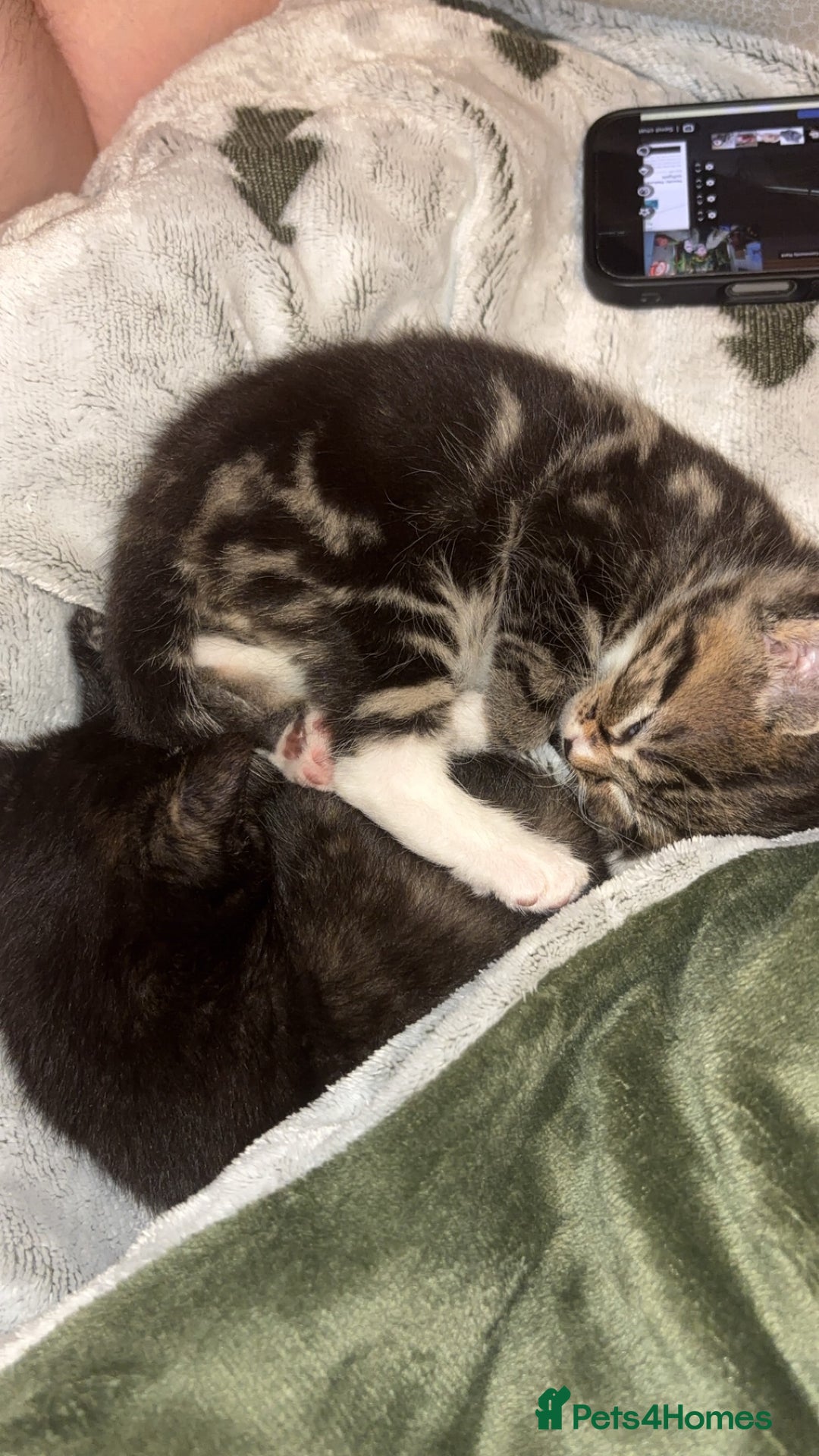 Mixed Breed cats for sale: Beautiful Kittens  - Advert 4