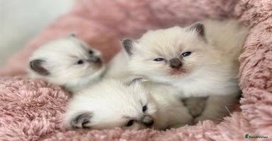 Ragdoll cats - Advert 3