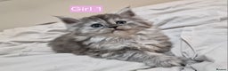 Maine Coon cats for sale: 4 mainecoon kittens looking for home in Bury - Advert 12