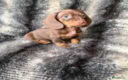 Miniature Dachshund dogs for sale: KC Registered Miniature Shorthaired Dachshund - Image 11