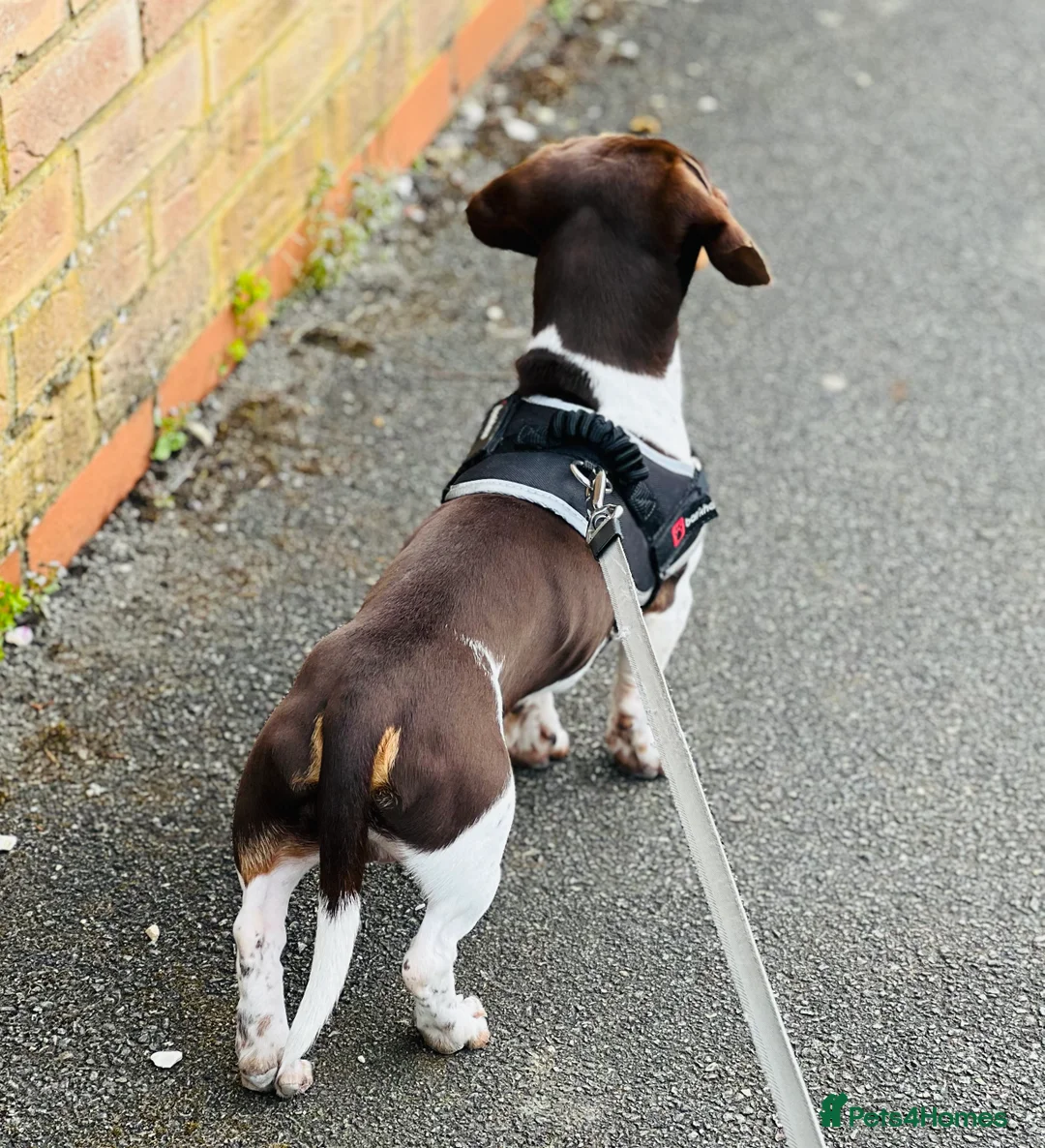 Miniature Dachshund dogs for stud: KC Miniature Dachshund in Corby - Advert 2