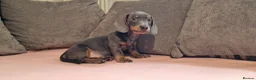 Miniature Dachshund dogs for sale: Ready to Leave  2 male 1 female in Bradford - Advert 20