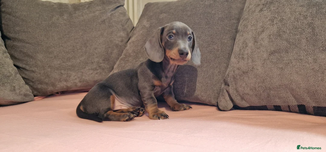 Miniature Dachshund dogs for sale: Ready to Leave  2 male 1 female in Bradford - Advert 20