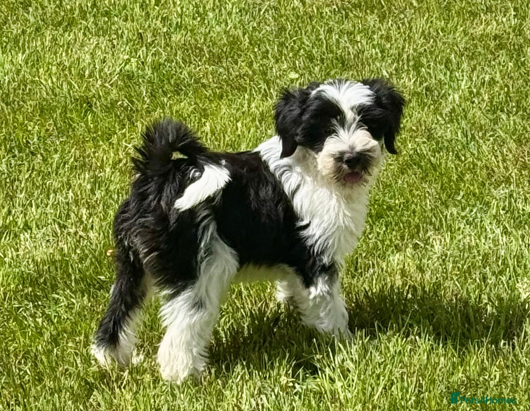 Tibetan Terrier dogs Stunning KC Reg Tibetan terrier puppies - Advert 1